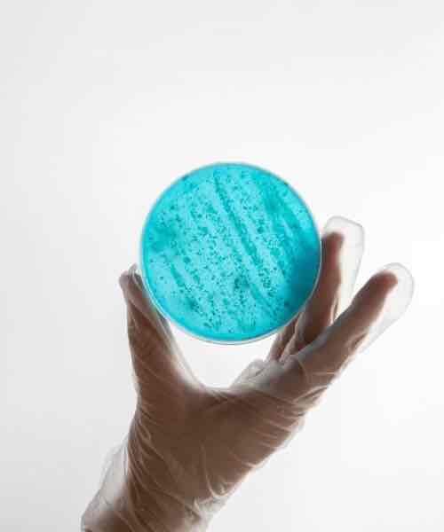 Laboratorio de microbiología alimentaria